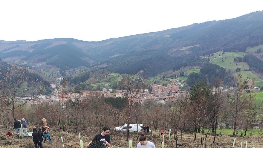Balmaseda reforesta 85 hectáreas del fuego de 2022