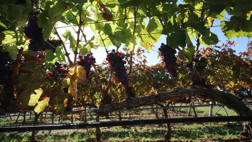 Confirman la condena por robar el ‘secreto del vino’ a la empresa navarra en la que trabajó
