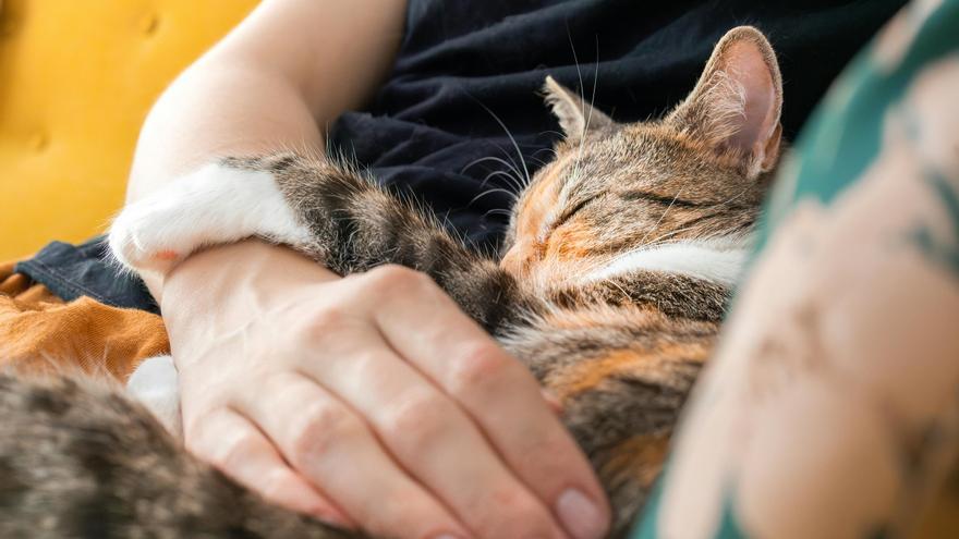 La ciencia revela el truco para caer bien a los gatos