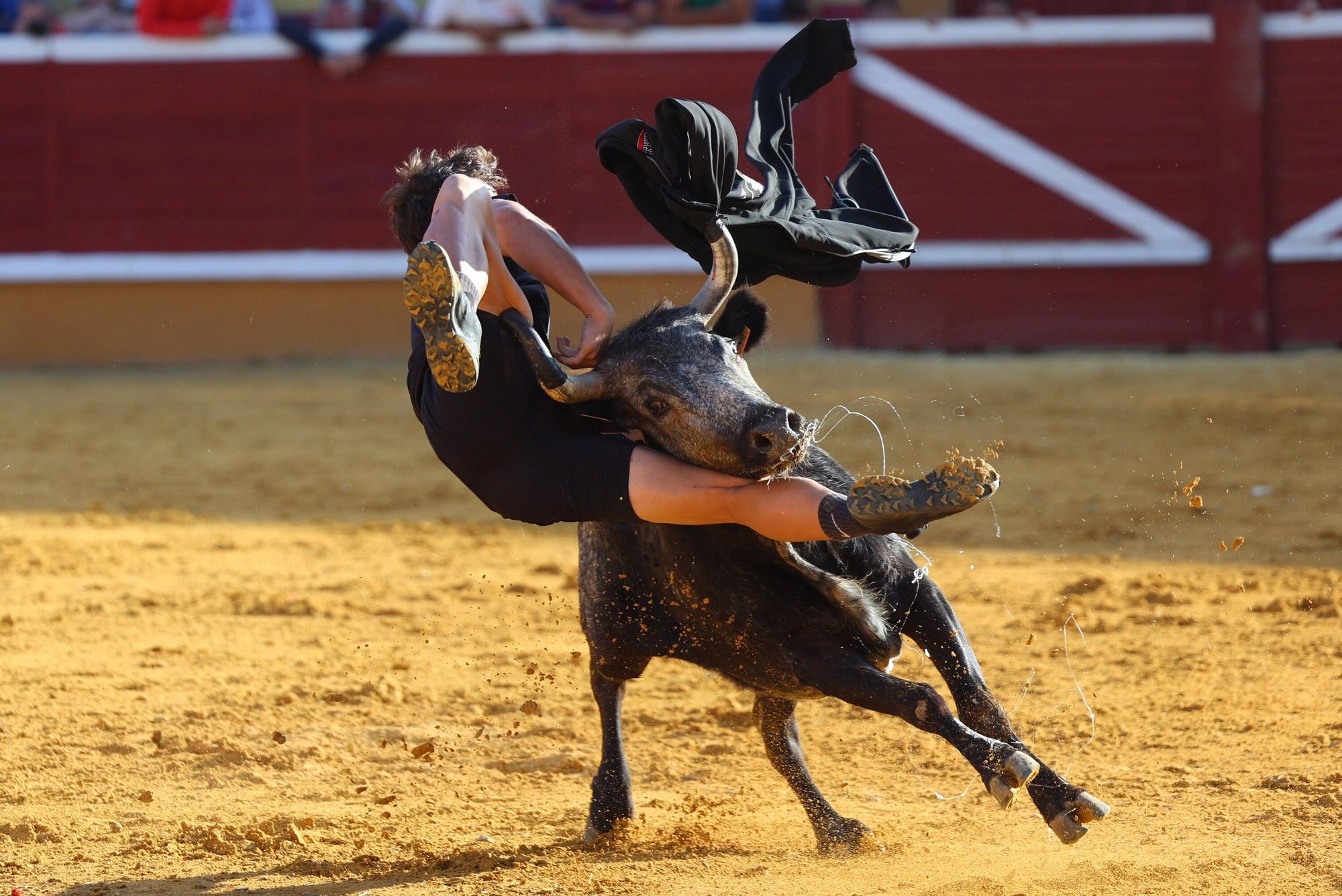 Revolcón de un mozo en las vaquillas de Tudela