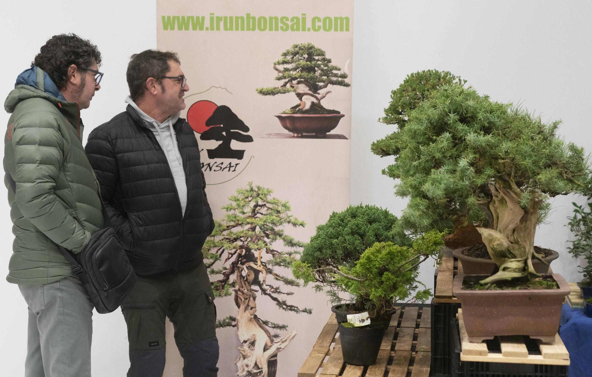 En imágenes: El arte del bonsái llega a Vitoria-Gasteiz