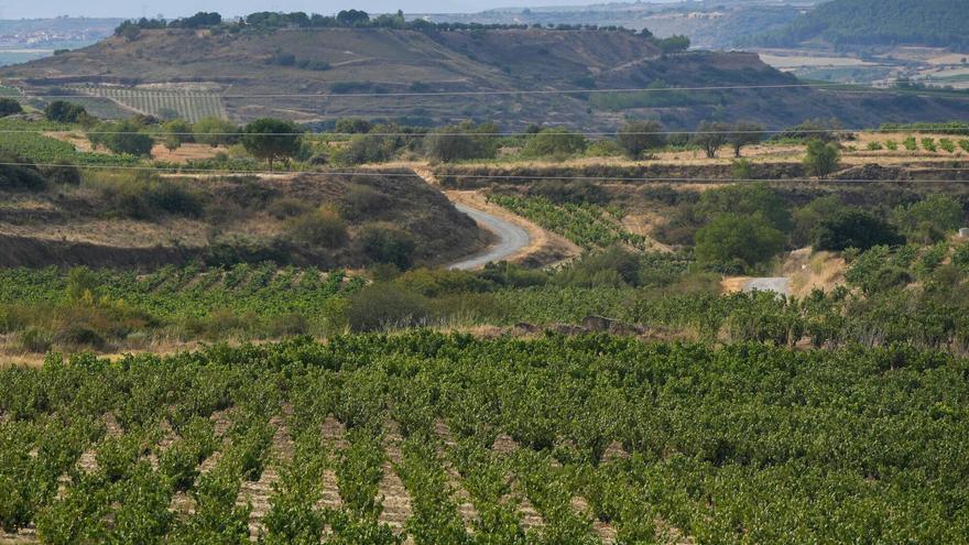 La Diputación lanza ayudas para combatir las polillas del viñedo mediante la 'confusión sexual'