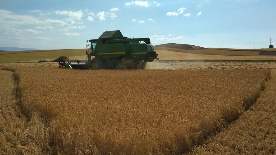 El cereal vive su peor cosecha en 20 años en Navarra por la sequía de invierno y primavera