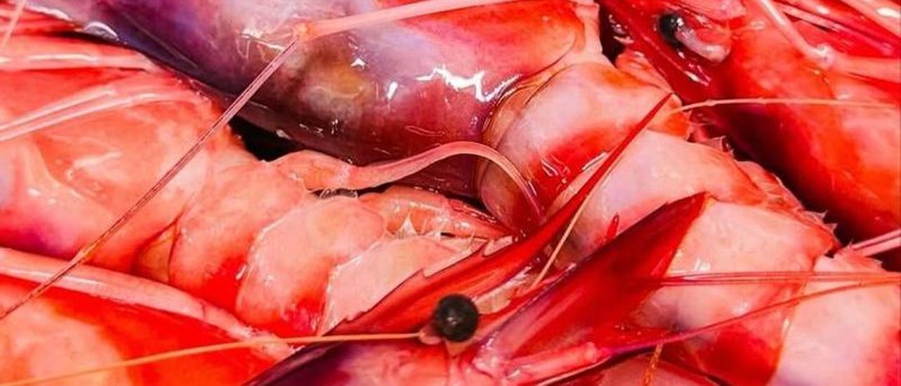Gamba roja de Palamós, la explosión carmesí de sabor mediterráneo