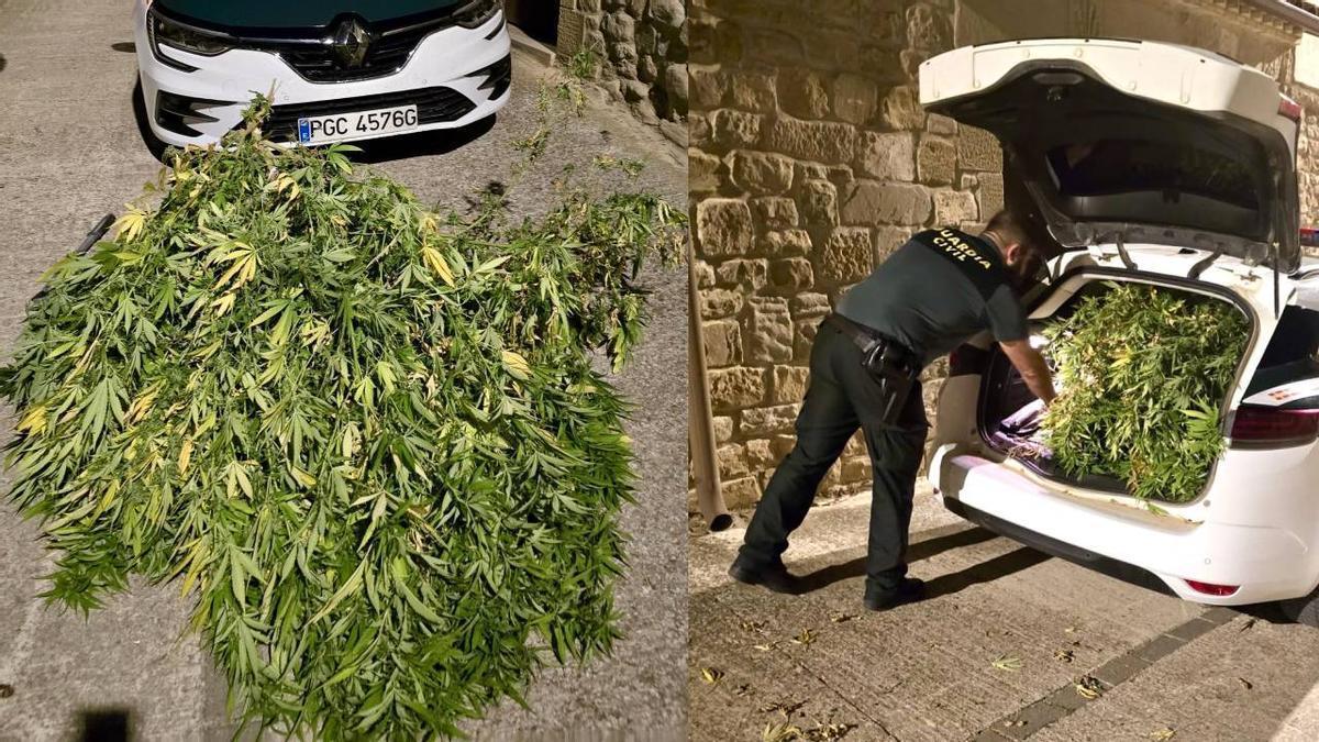 Imágenes de la marihuana incautada por agentes de la Guardia Civil de Navarra