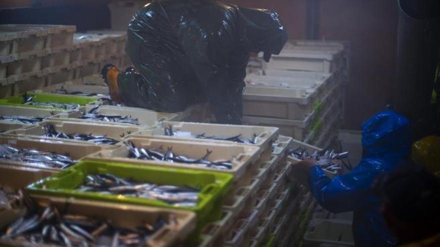 Bruselas propone recortar pesca de merluza y lenguado en el Golfo de Bizkaia