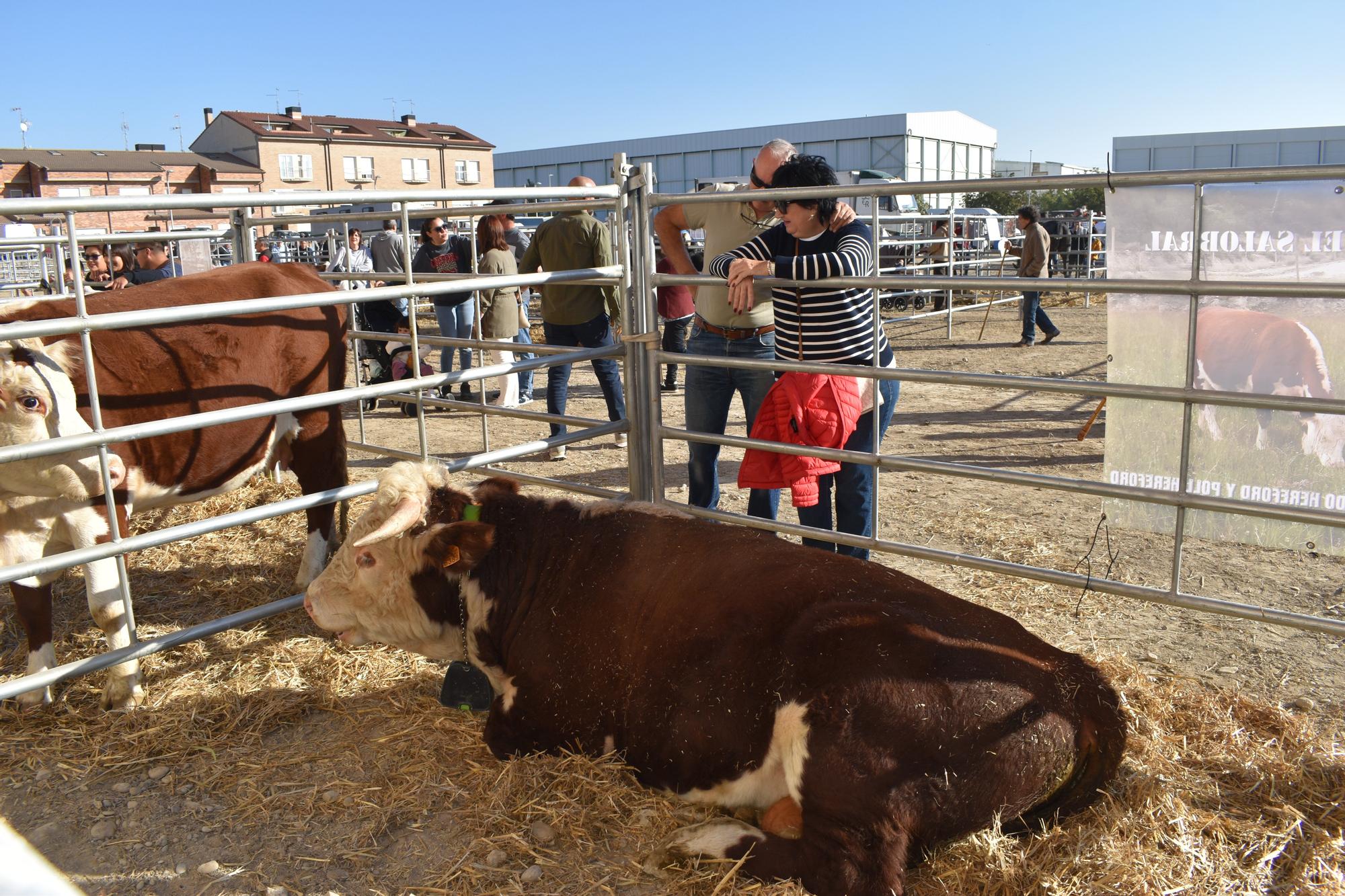 Fotos de las Ferias de Marcilla 2025
