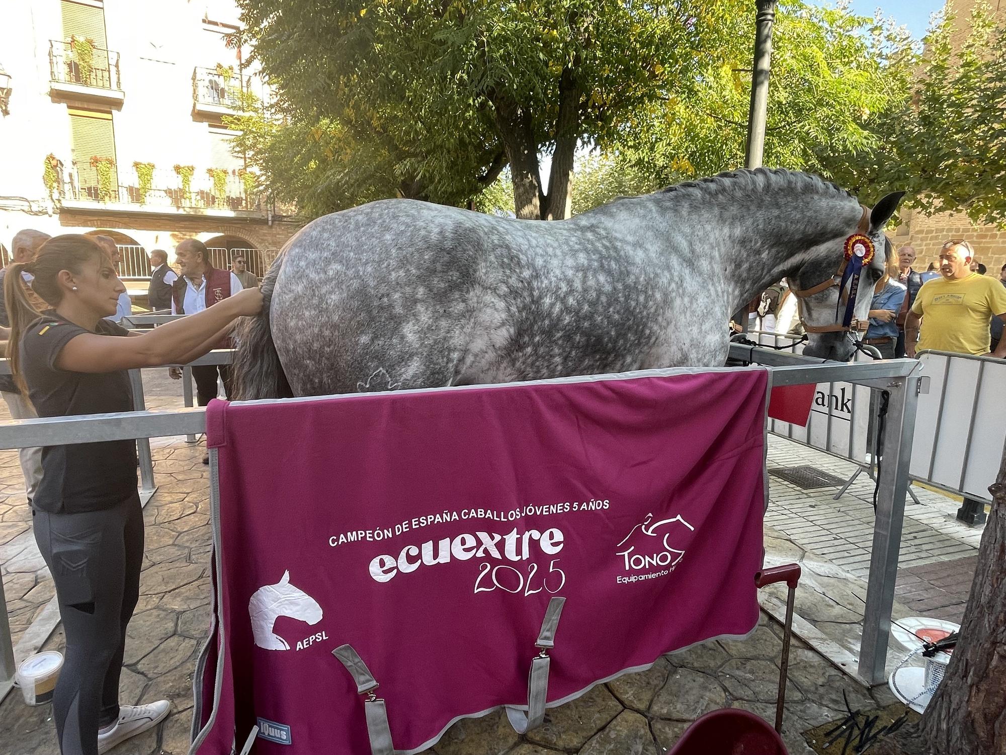 Fotos de las Ferias de Marcilla 2025