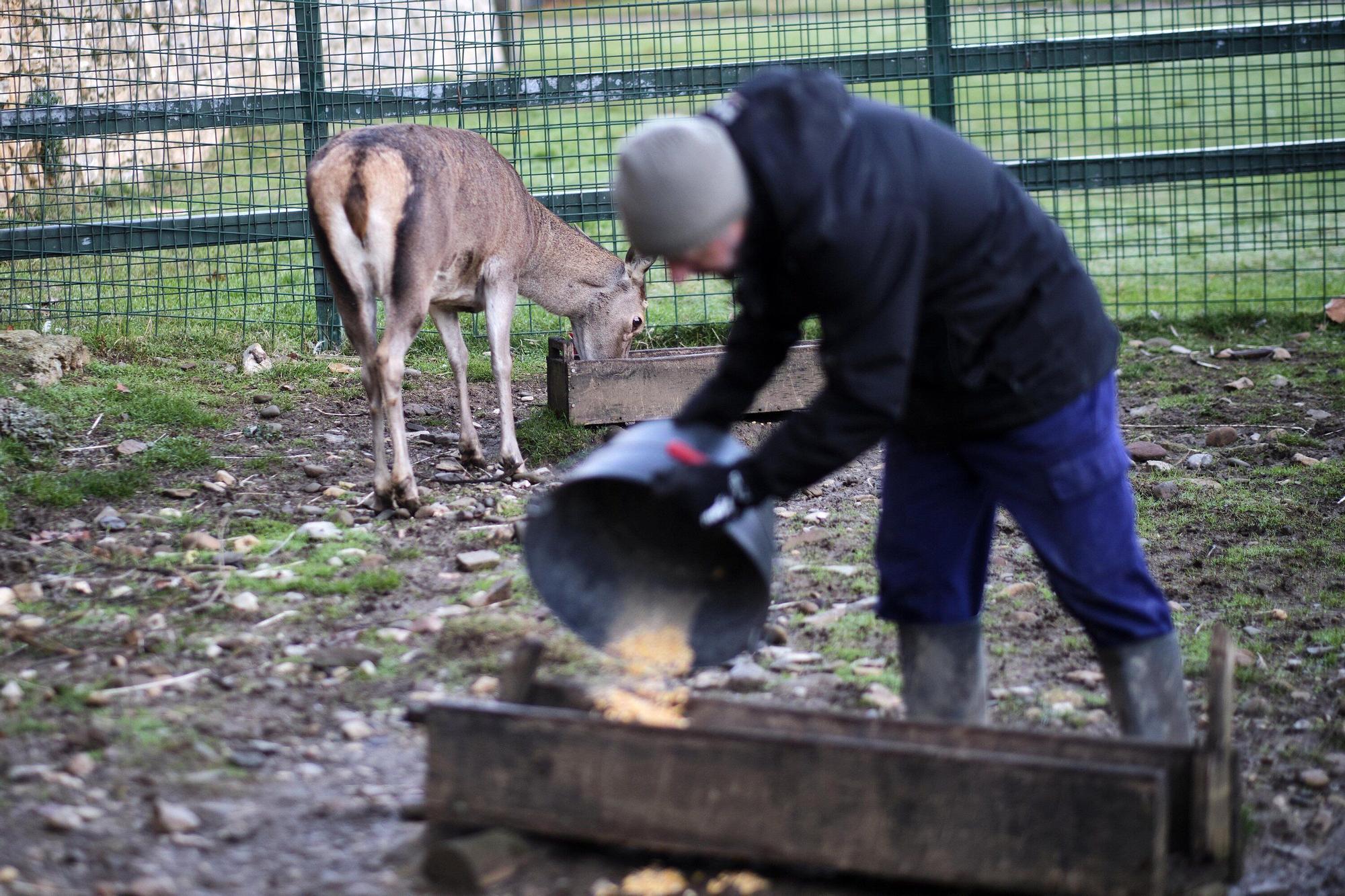 Las medidas contra la gripe aviar en la Taconera de Pamplona