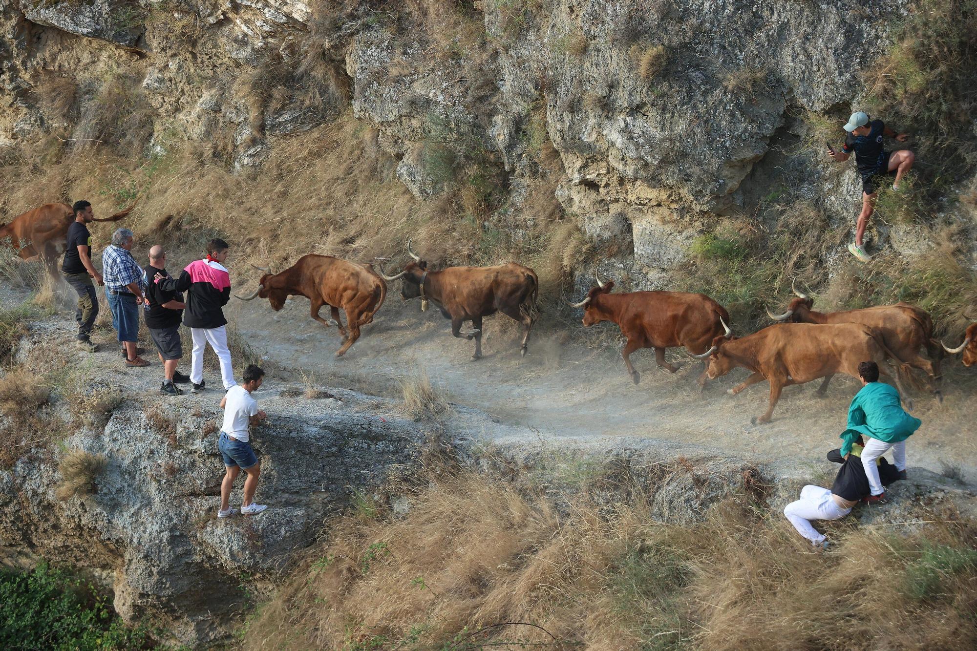 Fotos del segundo encierro del Pilón de Falces 2025
