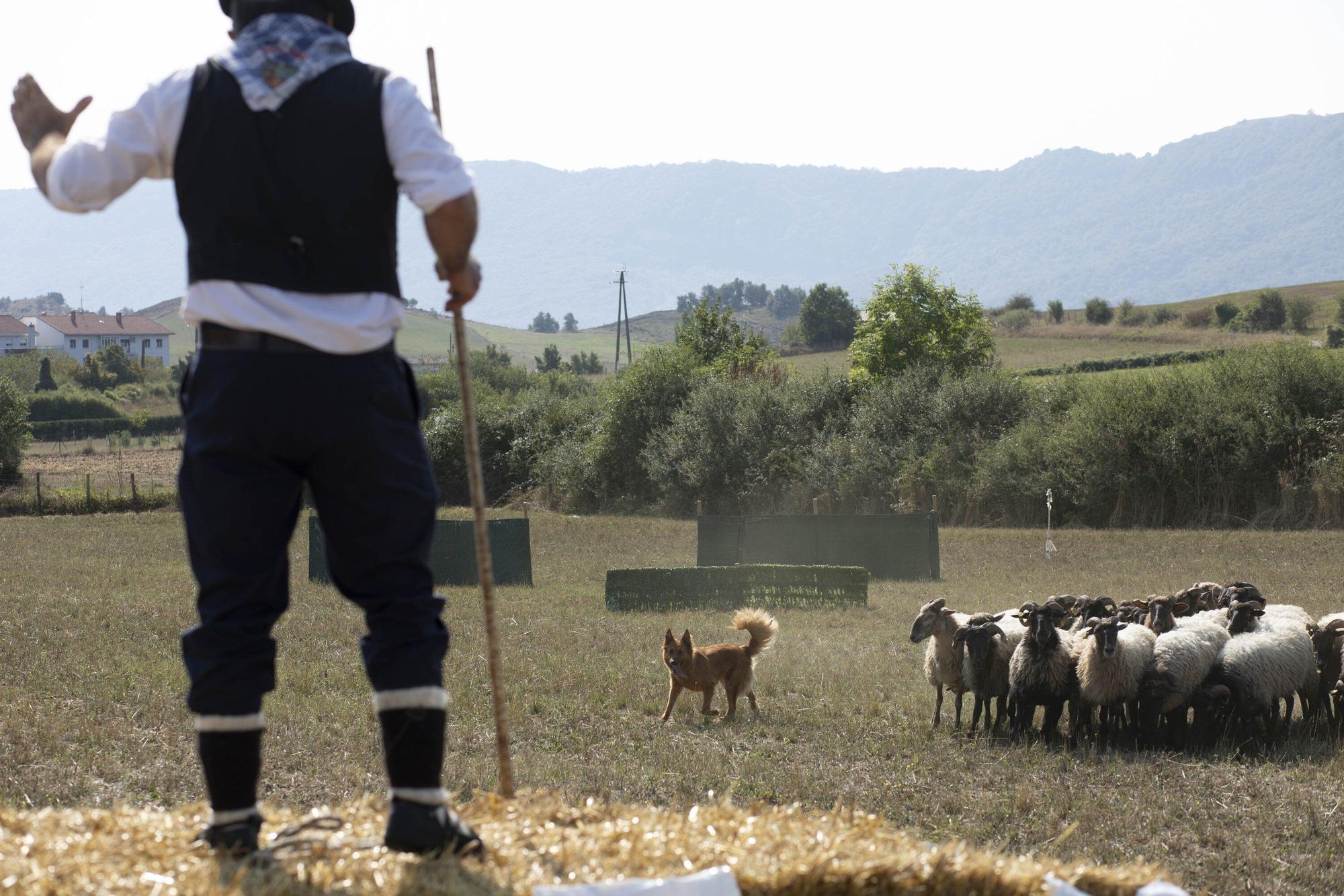 En imágenes: LXI edición del Campeonato de Araba de Perro de Pastor