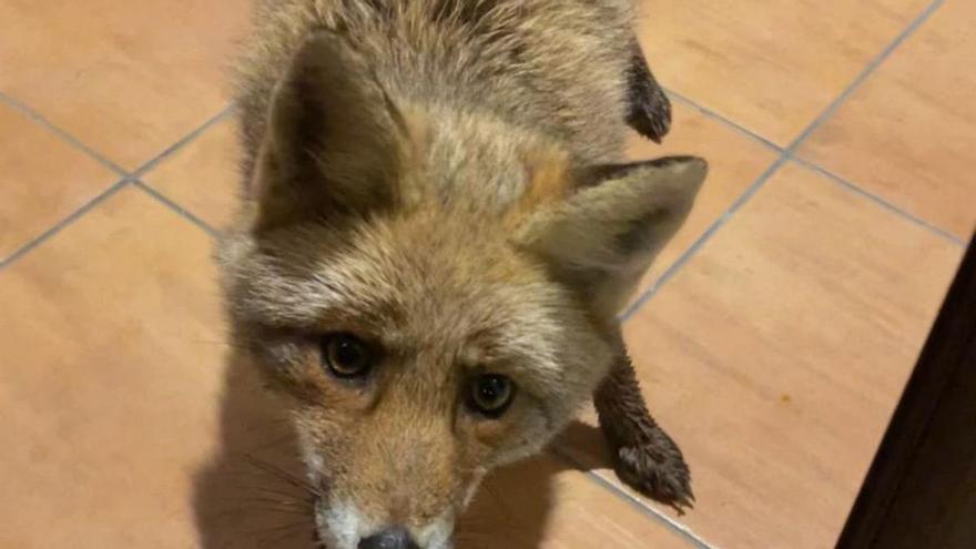 Un zorro se adelanta a la visita del Olentzero e intenta colarse en una cena familiar en Elgoibar la noche del 24 de diciembre