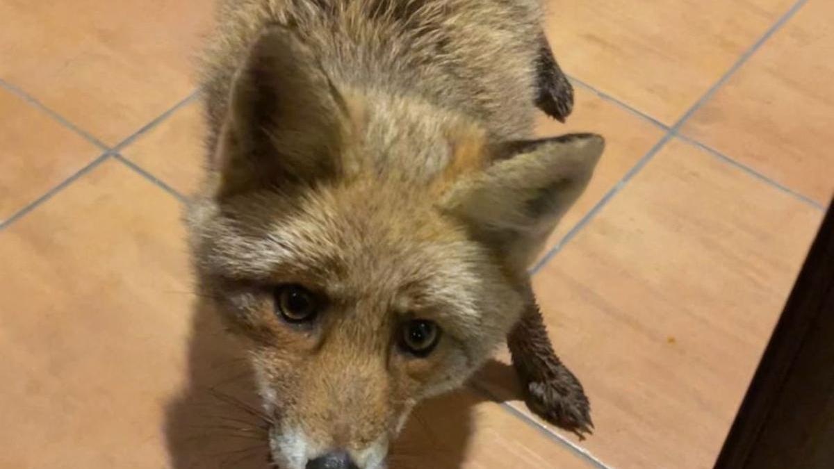 El zorro, en el acceso al interior del txoko del caserío Ziarda