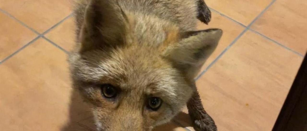 Un zorro ha intenta hacerse con un lugar en la mesa en la cena de Navidad de una familia de Elgoibar