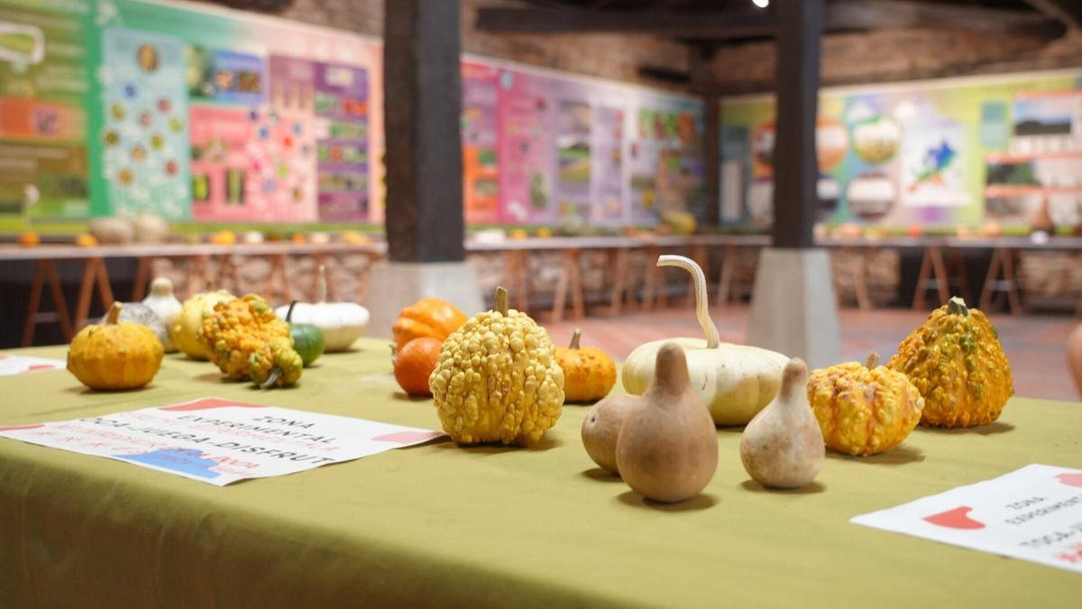 Exposición de calabazas en la Casa de la Dehesa