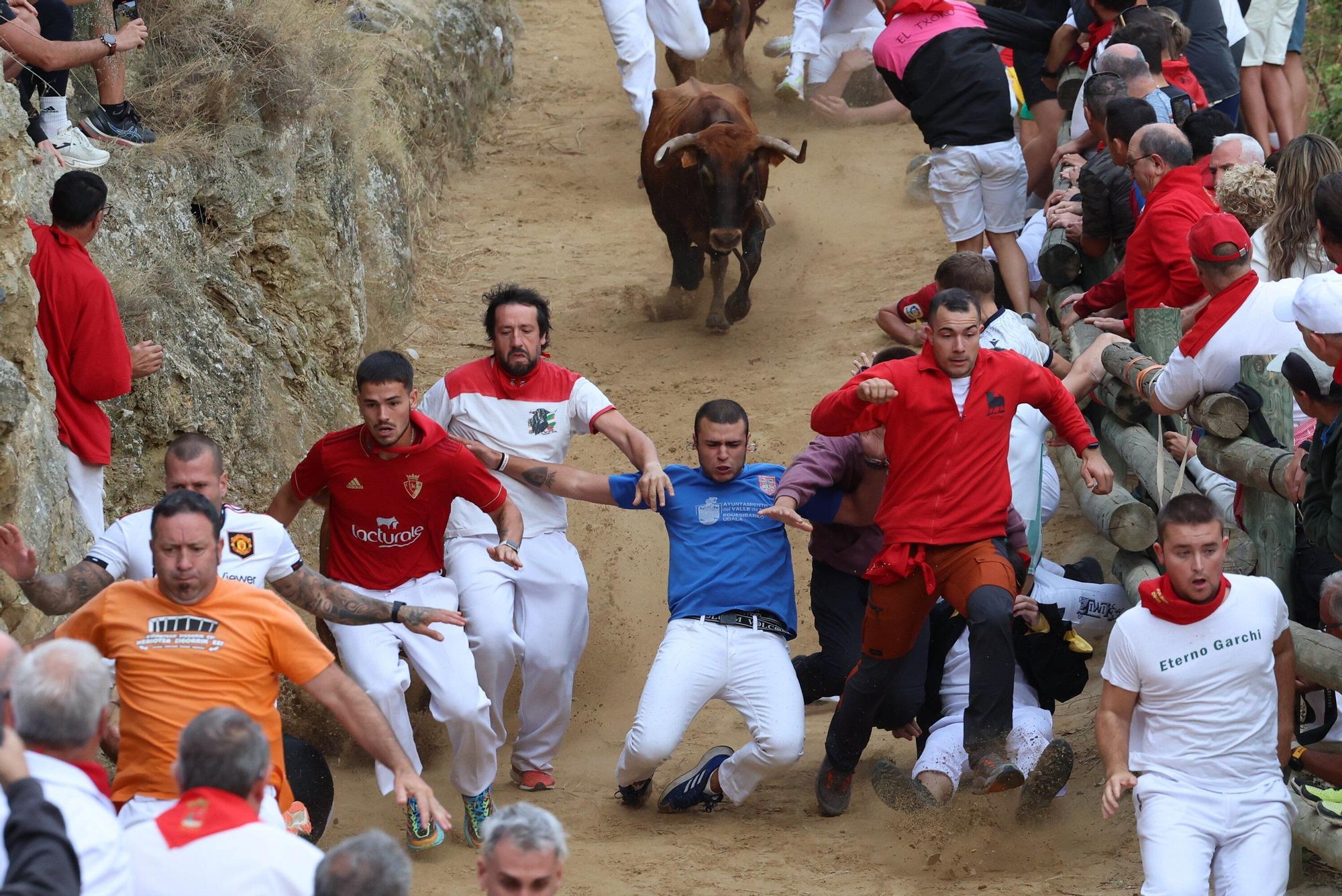Fotos del sexto encierro del Pilón de Falces 2025, con vacas de Hípica Zahorí