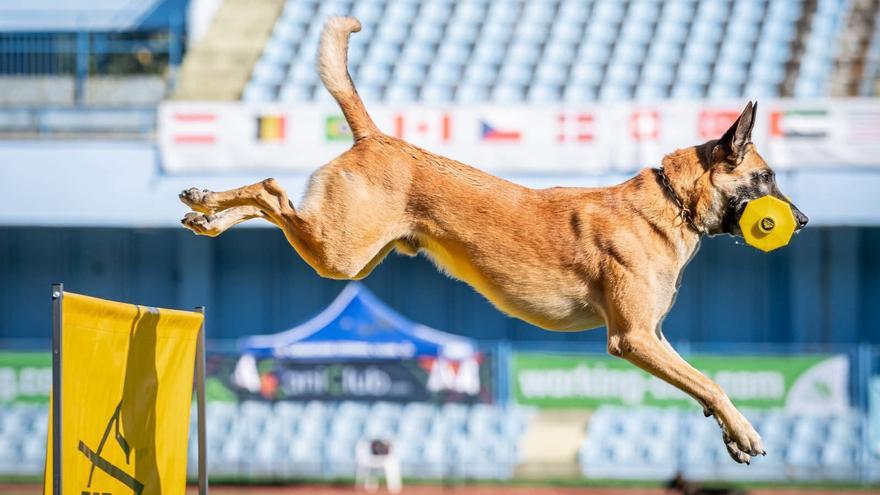 Vitoria acoge del 15 al 21 de septiembre el Mundial de Perros de Trabajo con 150 canes &quot;de élite&quot;