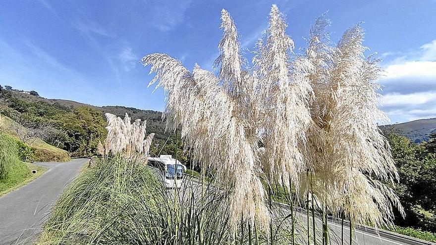 Charla en Bera sobre especies invasoras