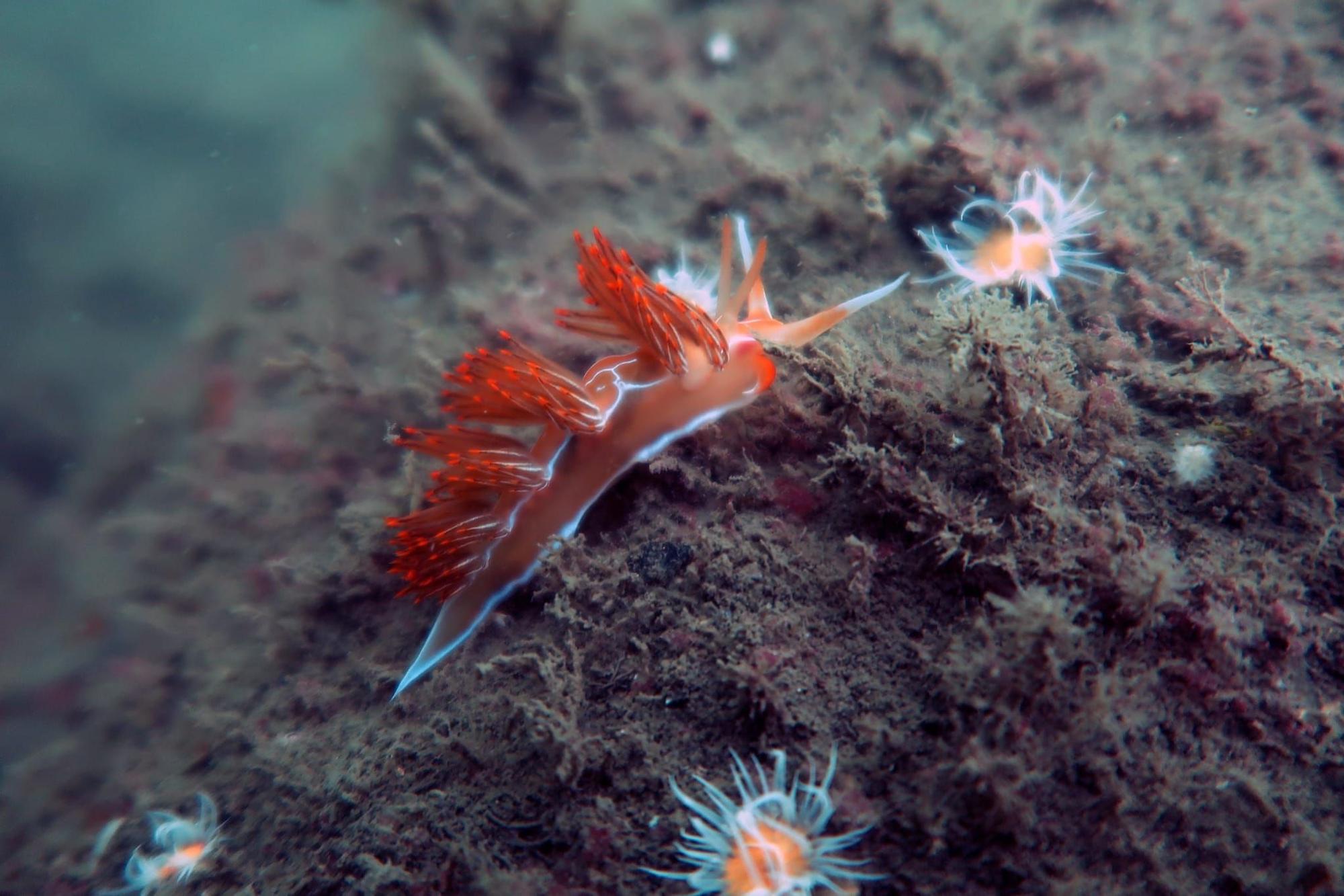 Nemesignis banyulensis (opistobranquio) en Santurtzi.
