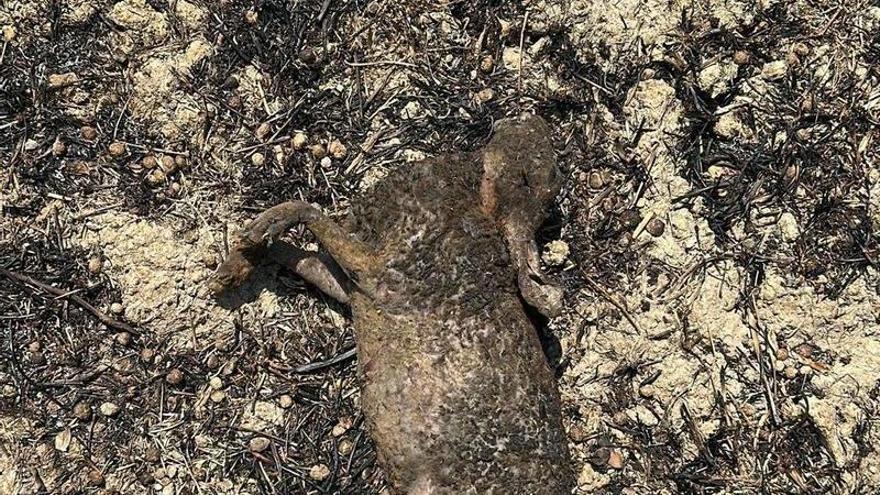 Un animal quemado en el incendio.