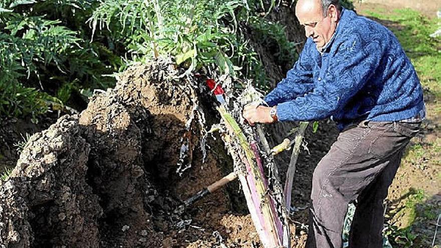 Jesús Ayala extrae uno de los cardos rojos de entre la tierra donde los entierran.