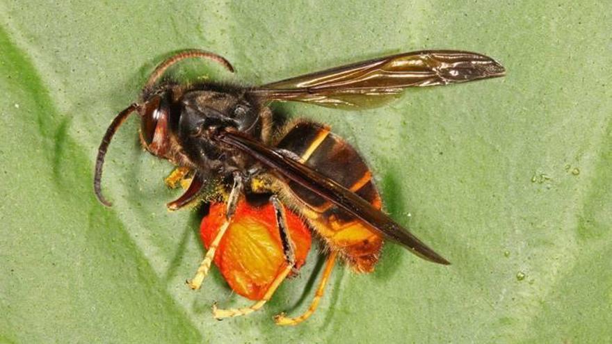 Avispa asiática.