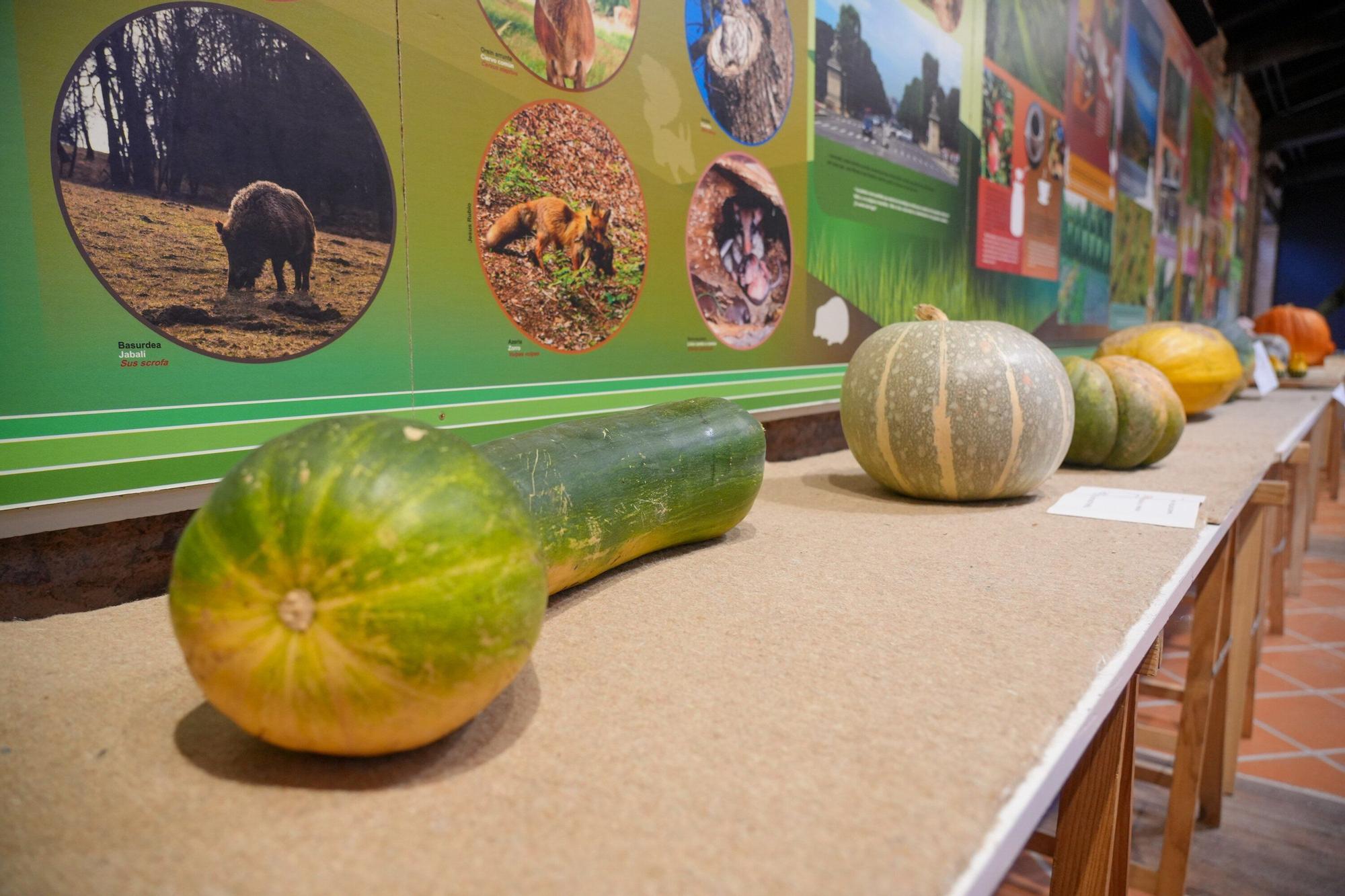 En imágenes: Exposición de calabazas en la Casa de la Dehesa