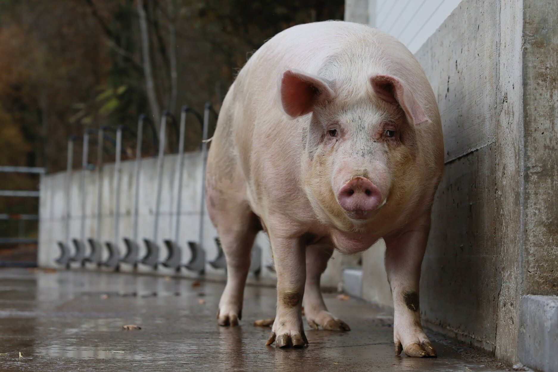 Poxpolin, la cerda de Santo Tomas 2025