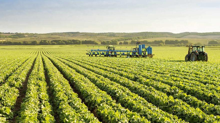 Imagen de una de las huertas de Florette.
