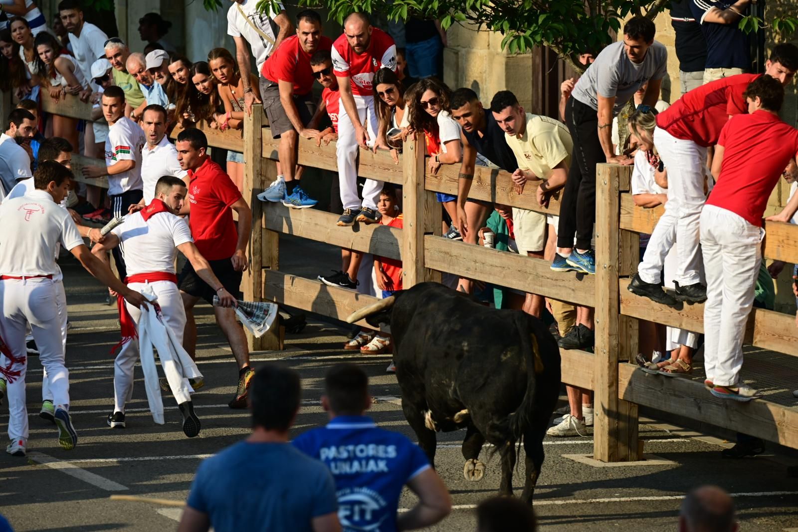 Fotos del primer encierro de fiestas de Tafalla
