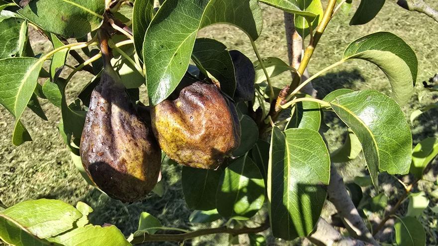 El fuego bacteriano ataca a perales en Navarra y comunidades limítrofes