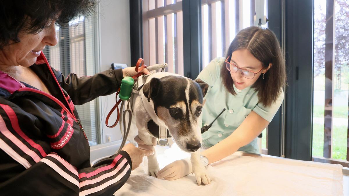 En imágenes: Más de 460 perros y 600 gatos en Álava se han abandonado en los últimos tres años