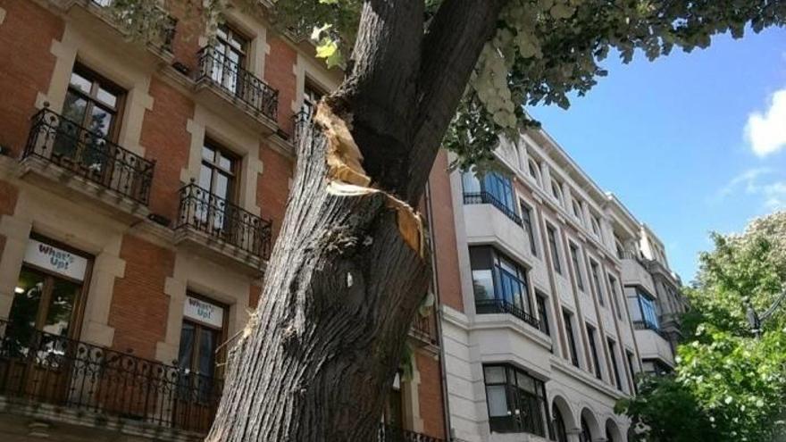 El Ayuntamiento de Bilbao sustituirá los 36 tilos de la  mediana de Juan de Garay
