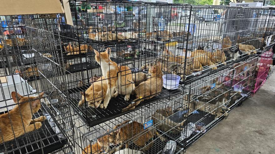 Rescatan en Vietnam a casi 400 gatos, varios robados a sus dueños, de una red de tráfico de carne felina