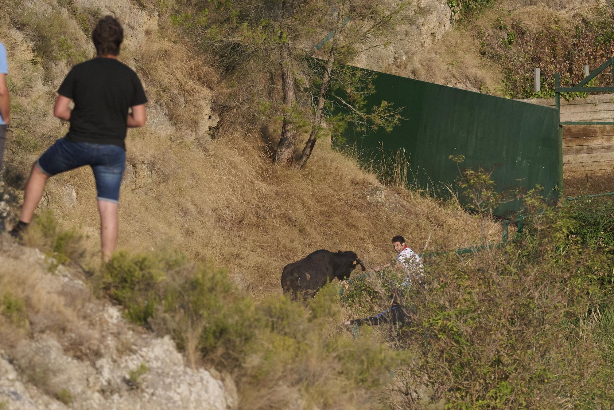 Fotos del último encierro del Pilón de Falces 2025