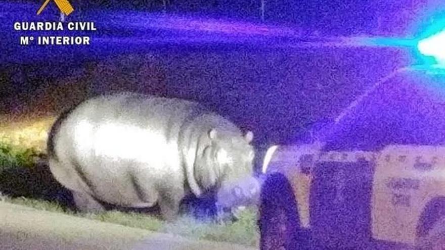 Un hipopótamo, de unos mil kilos de peso, campó a sus anchas por La Garrovilla (Badajoz).
