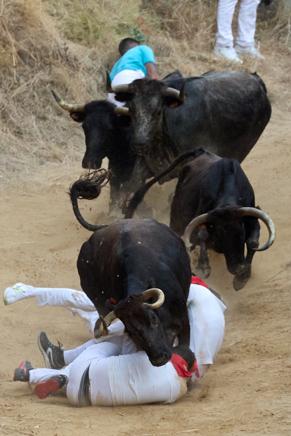 Fotos del tercer encierro del Pilón de Falces 2025