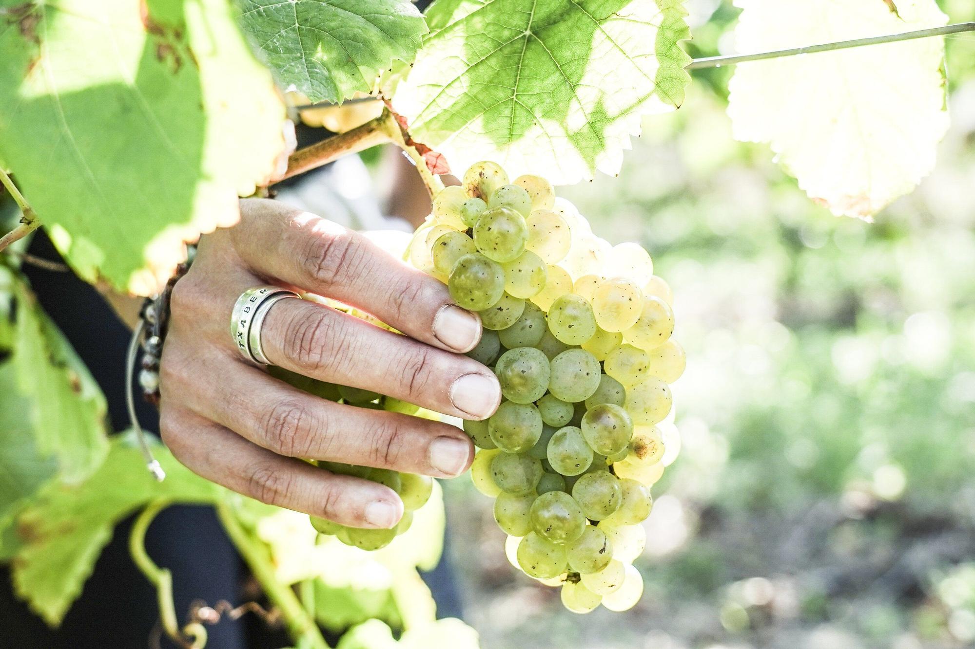 Las bodegas de Bizkaia afrontan una vendimia abierta a la esperanza