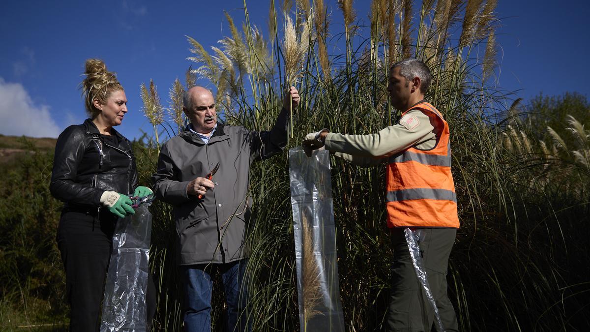 El consejero Aierdi, durante el arranque simbólico de la planta exótica invasora plumero de la Pampa.