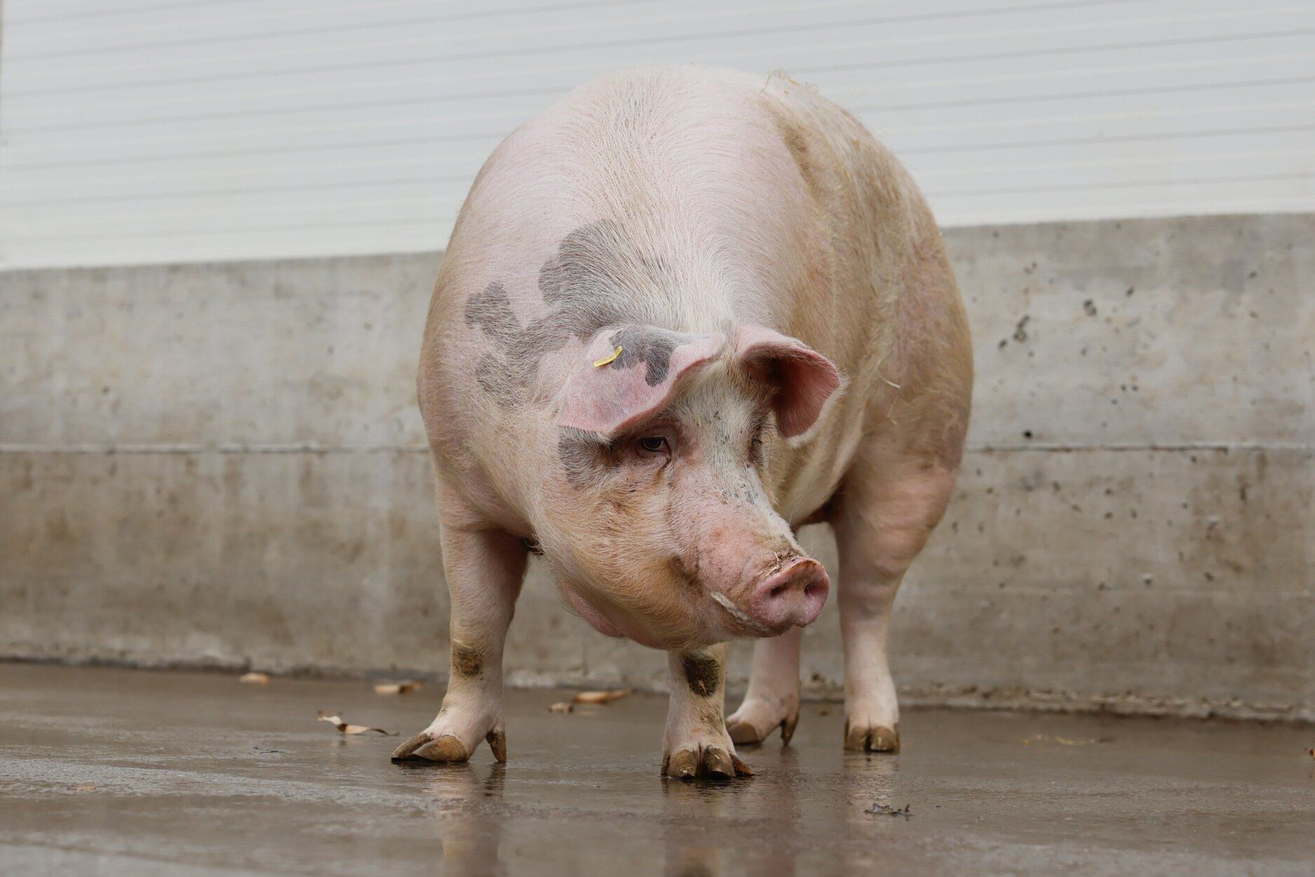 Poxpolin, la cerda de Santo Tomas 2025