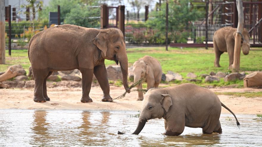 Investigan a un hombre por deshacerse del cuerpo de su mujer en un zoo