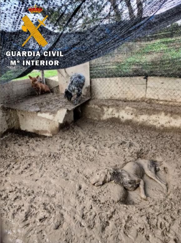 Maltrato animal en Nafarroa: un perro muerto y otros 23 en condiciones deplorables