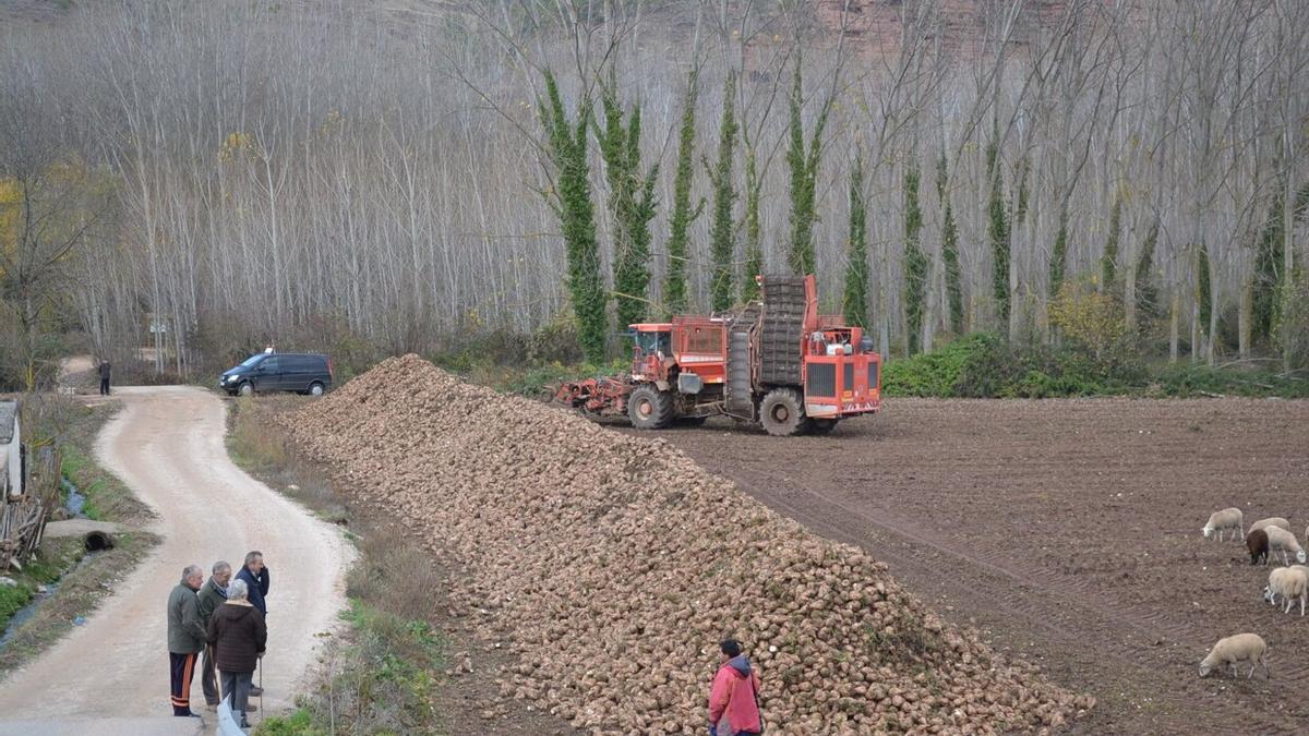 Reogida de remolacha en una finca alavesa.