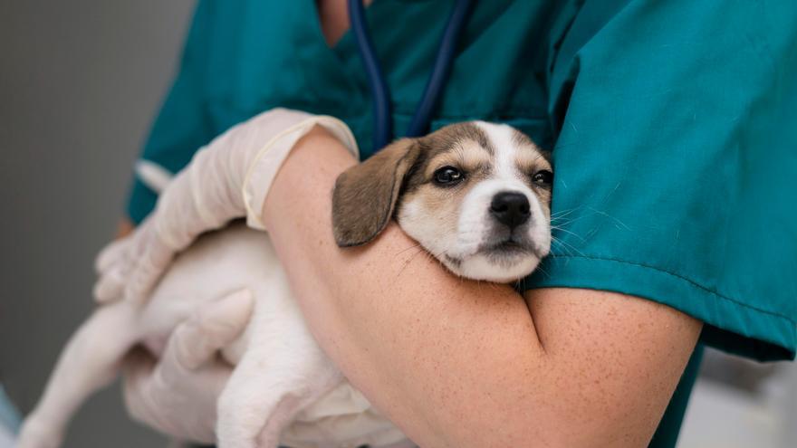 Objetos y alimentos que nunca deben estar al alcance de tus mascotas en casa