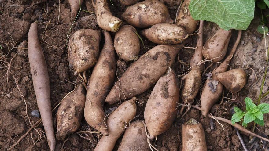 El tubérculo que deberías incluir en tu dieta para mejorar tu salud