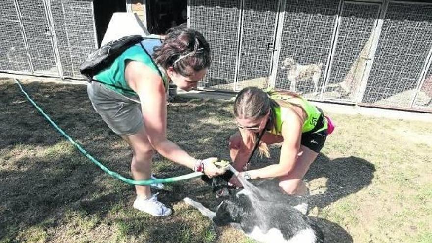 Durante las jornadas de calor, los paseos siempre comienzan con unaducha fría.