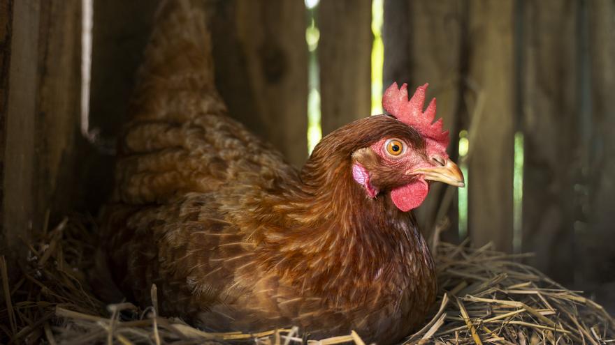 Italia confirma el primer contagio humano de gripe aviar A (H9N2) en Europa