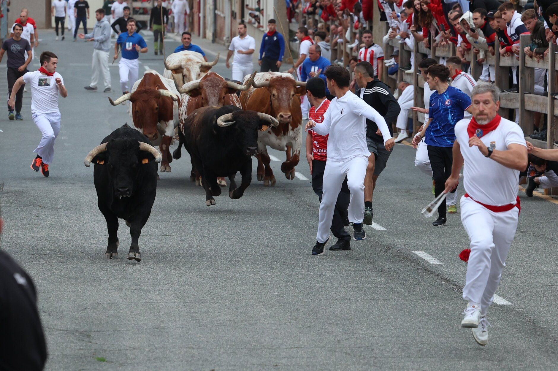 Fotos del primer encierro de fiestas de Sangüesa