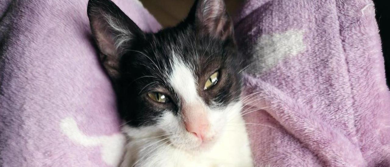 Lau Katu Beasain: &quot;Los gatos no son animales de segunda”