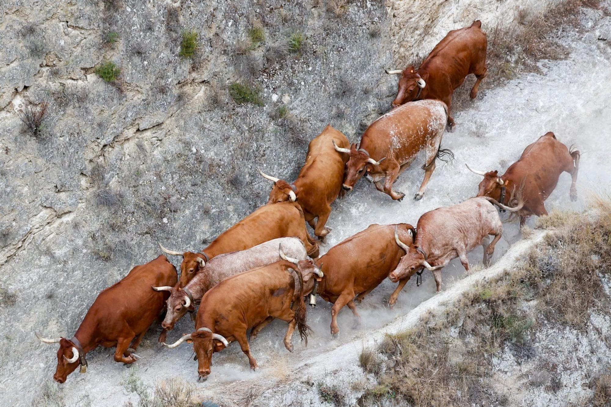 Fotos del quinto encierro del Pilón de Falces 2025 con vacas de Eulogio Mateo